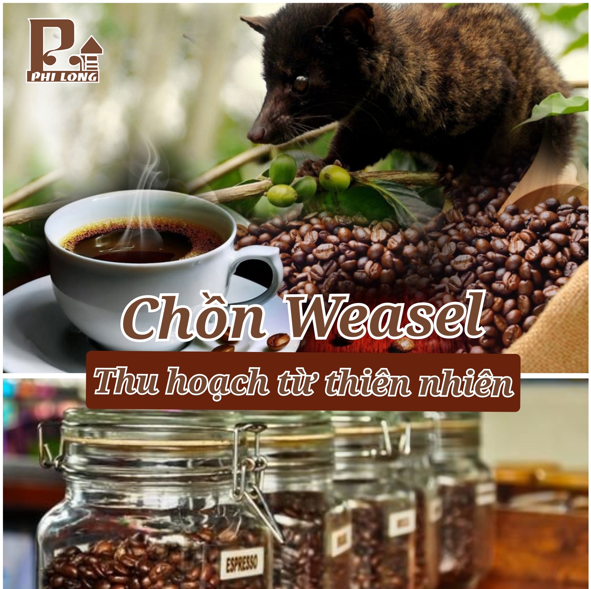 Cà phê hạt chồn thiên nhiên - Weasel