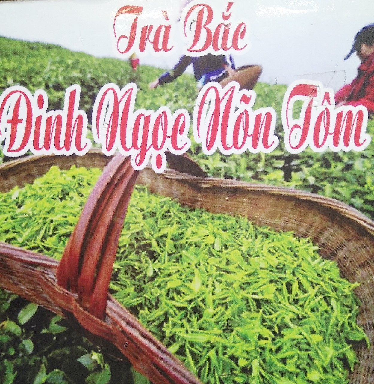 TRÀ BẮC ĐINH NGỌC NÕN TÔM